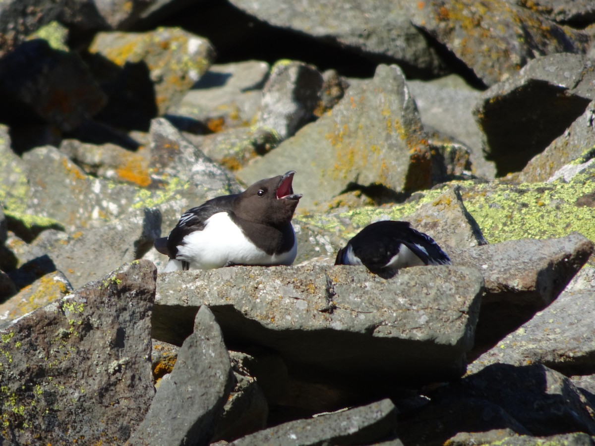 Dovekie - ML621677147