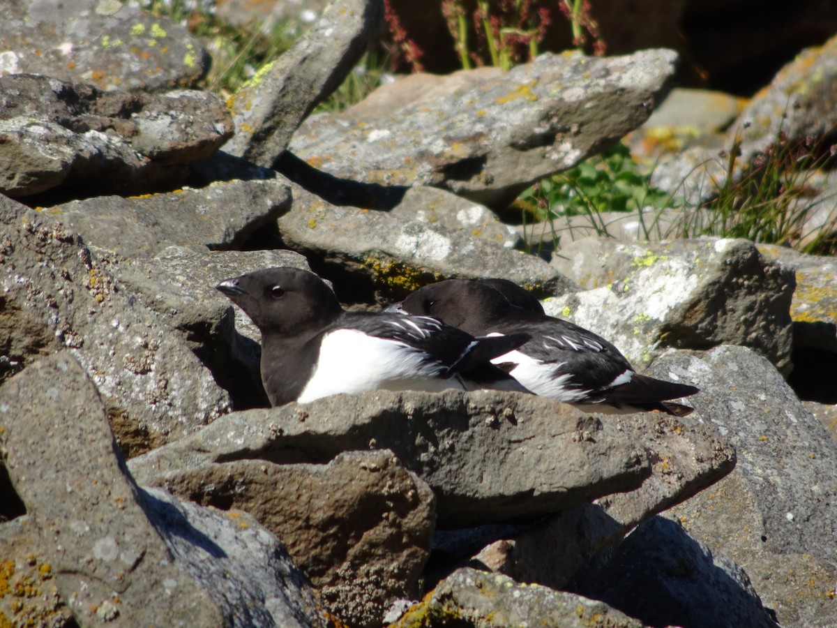 Dovekie - ML621677148