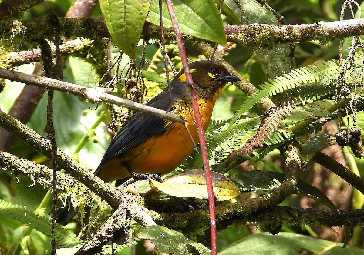 Lacrimose Mountain Tanager - ML621677165