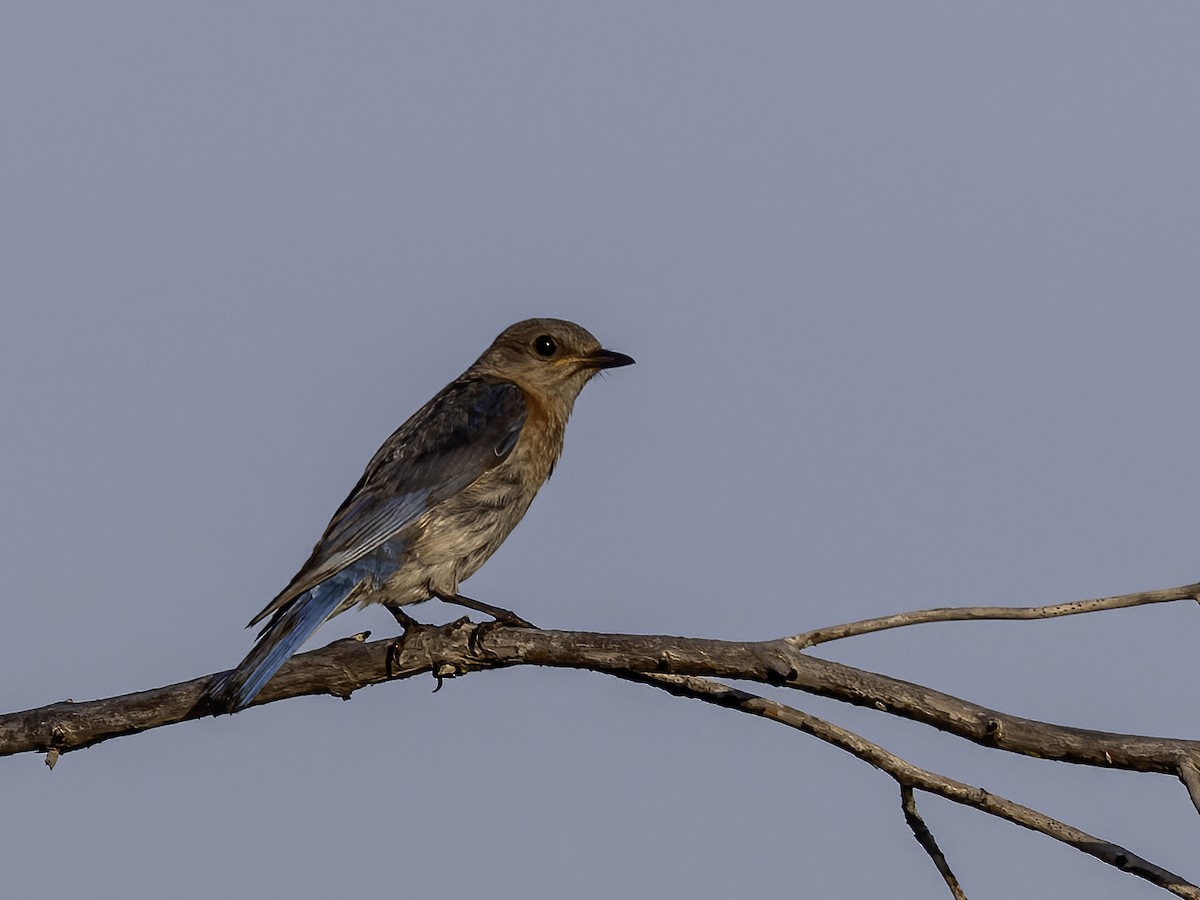 Eastern Bluebird - Lynette Spence