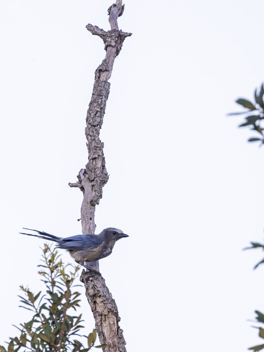 Florida Scrub-Jay - ML621677306