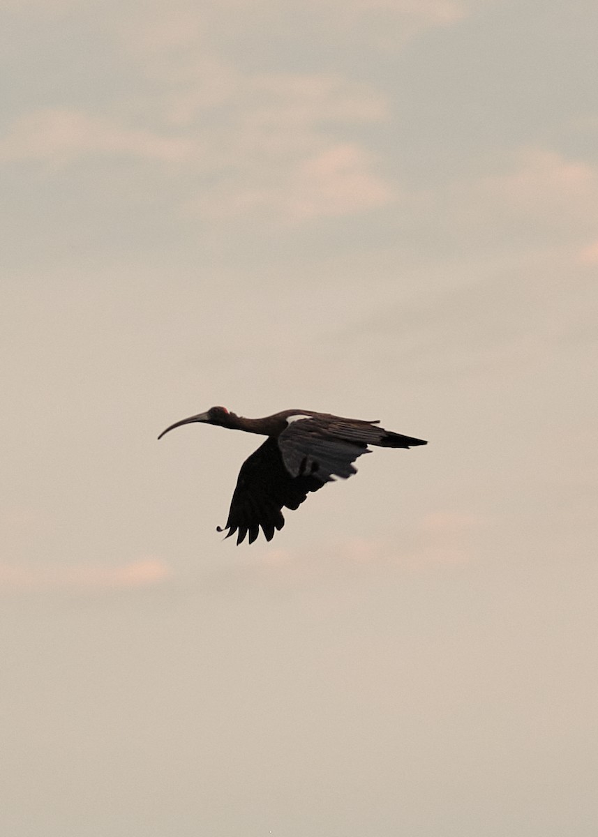 Red-naped Ibis - ML621677339