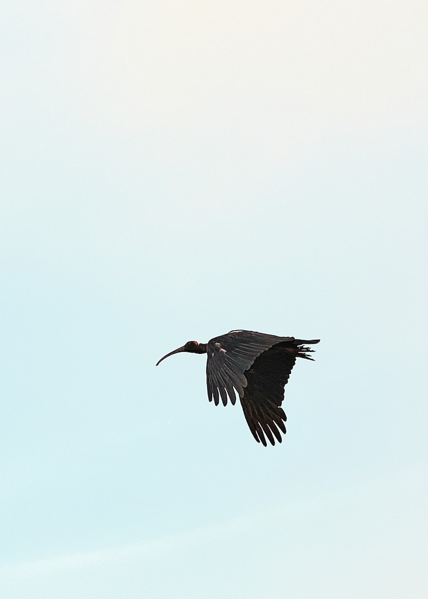 Red-naped Ibis - ML621677340