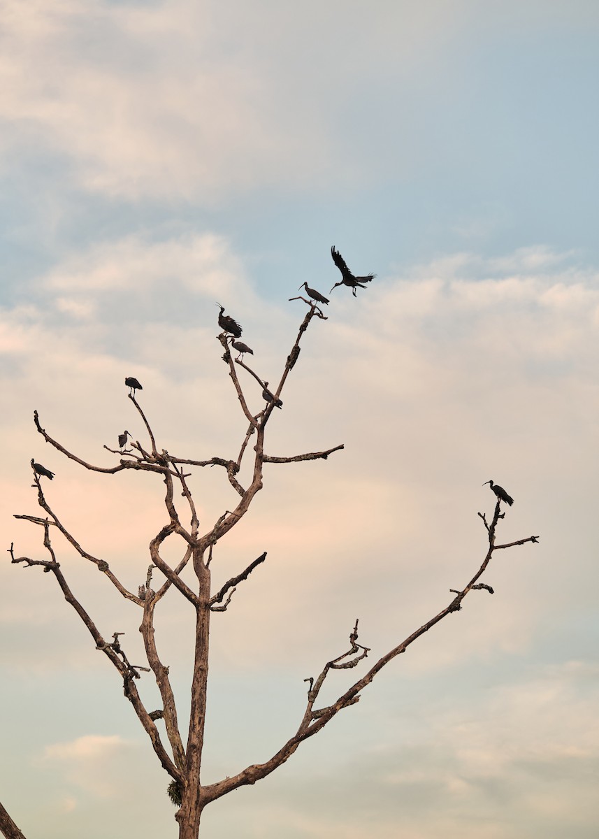 Red-naped Ibis - ML621677343