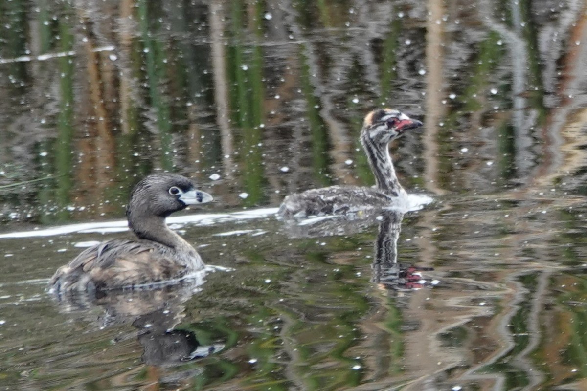 Pied-billed Grebe - ML621677411
