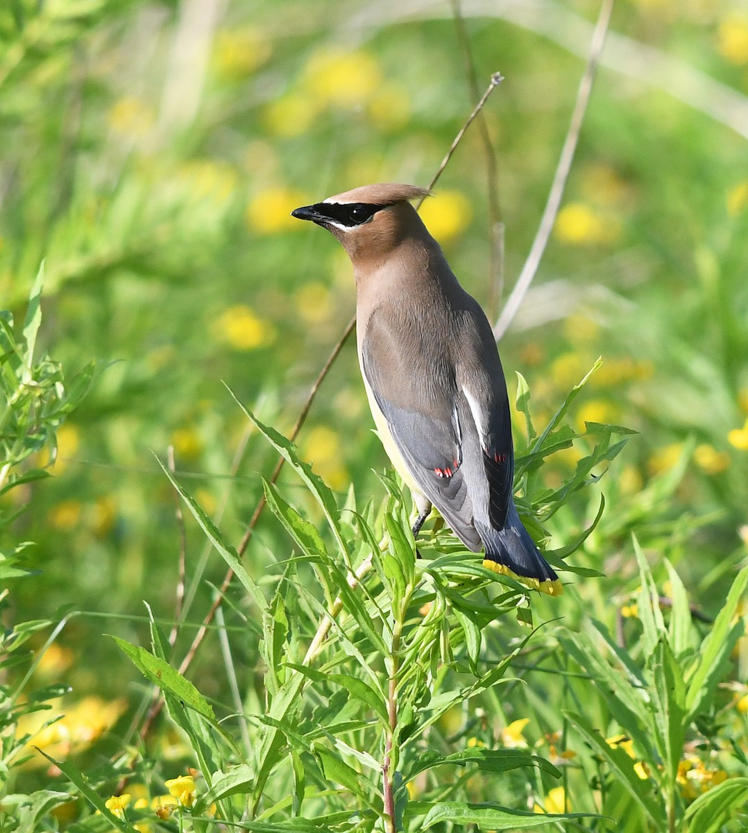 Cedar Waxwing - ML621677421