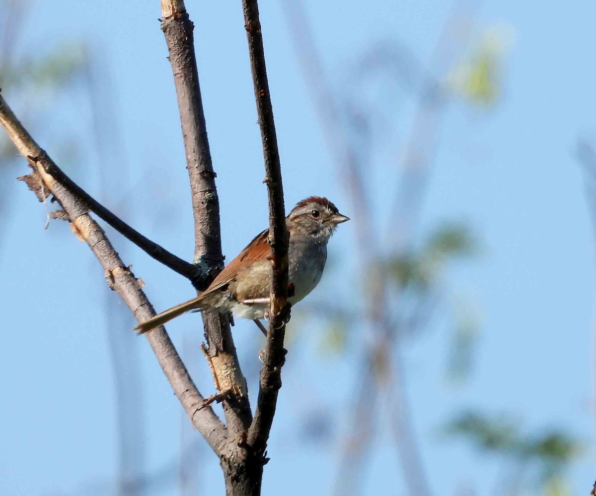 Swamp Sparrow - ML621677504