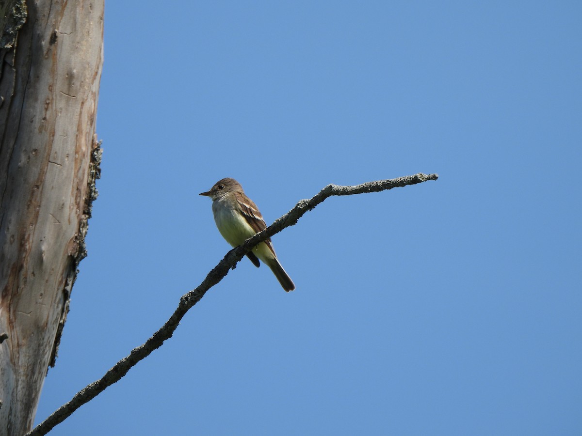 Great Crested Flycatcher - ML621677506