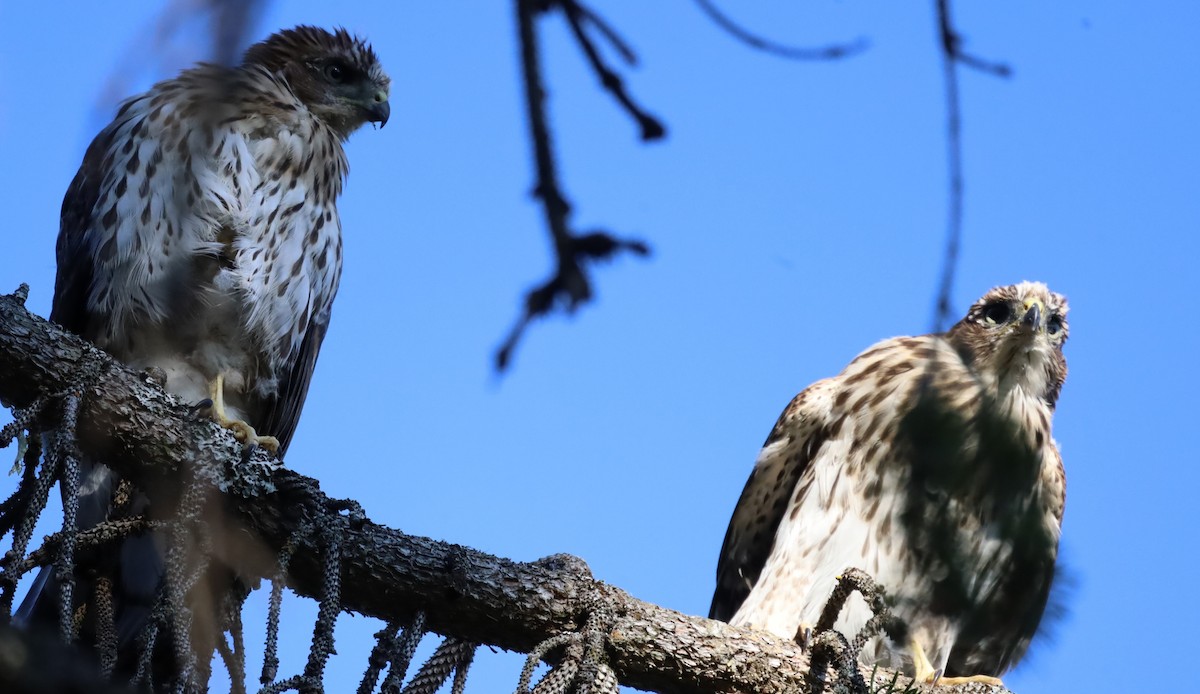 Cooper's Hawk - ML621677532