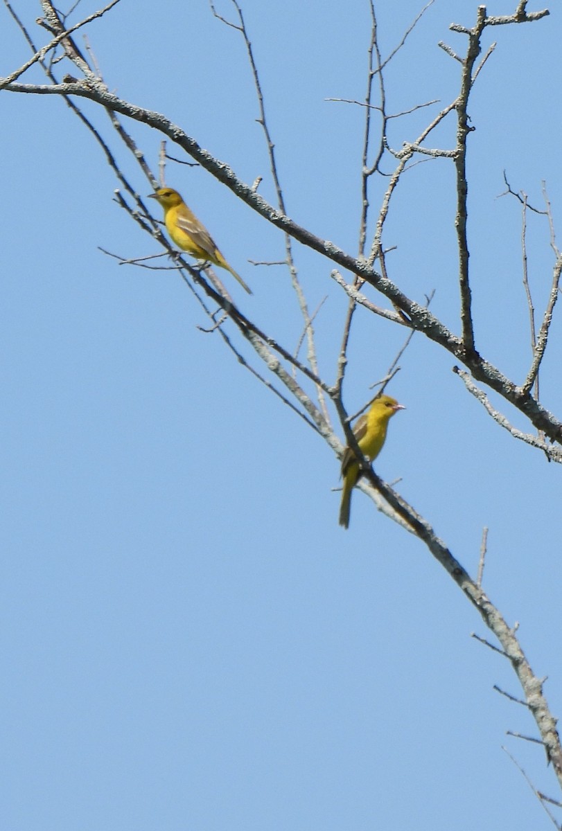 Orchard Oriole - ML621677533