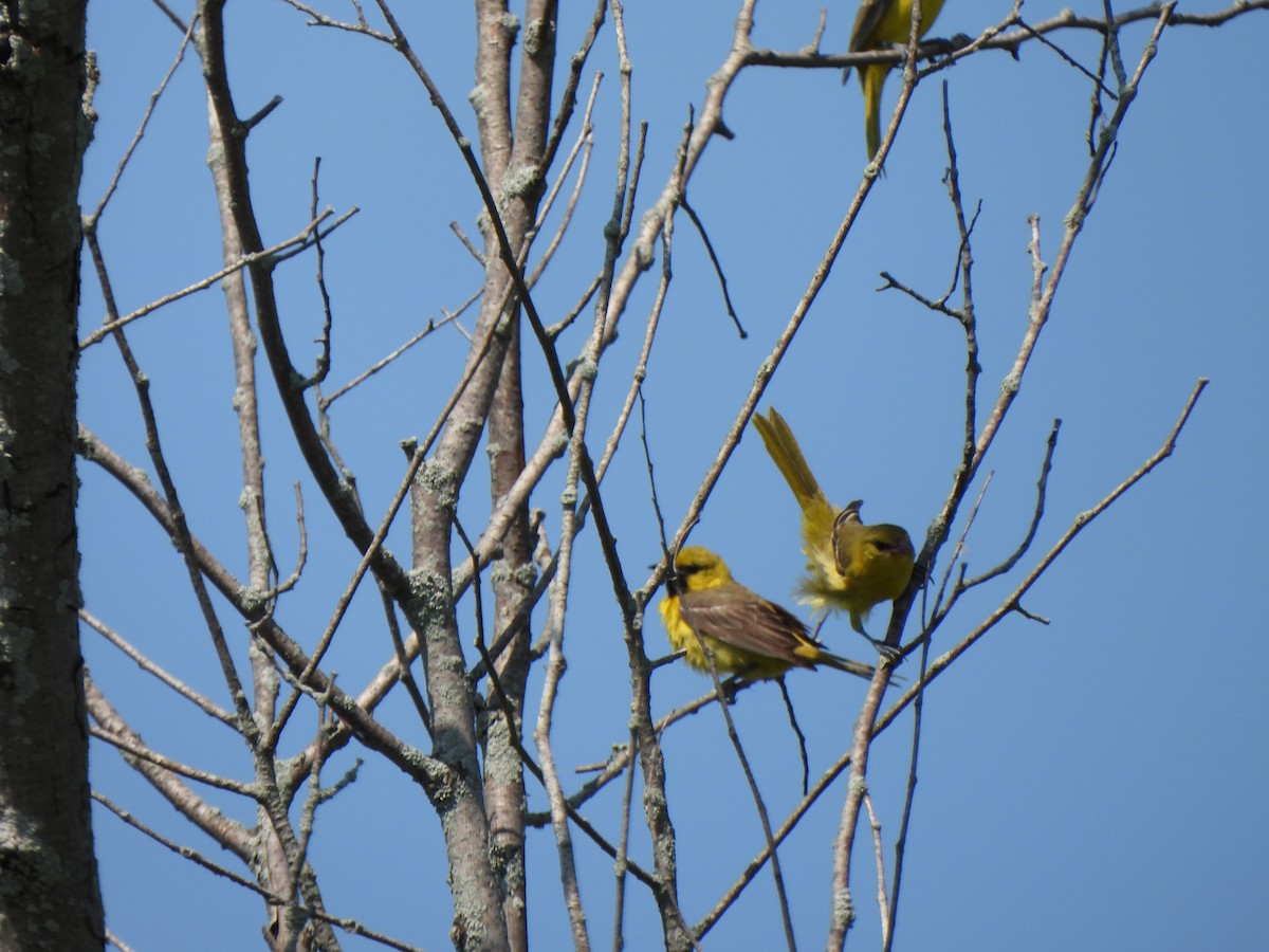 Orchard Oriole - ML621677534