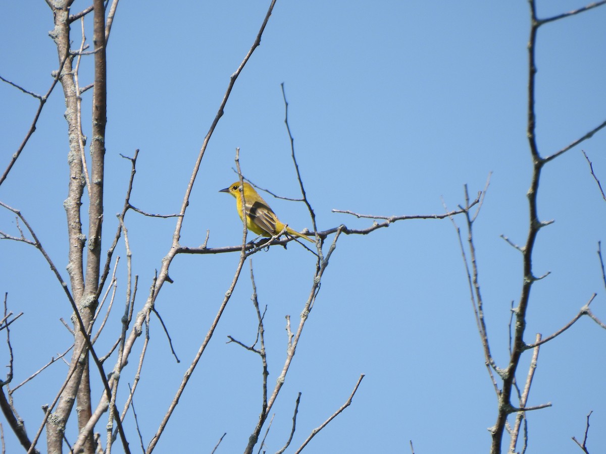 Orchard Oriole - ML621677535