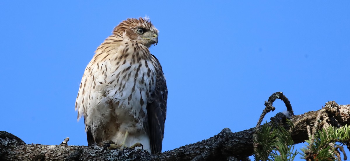 Cooper's Hawk - ML621677537