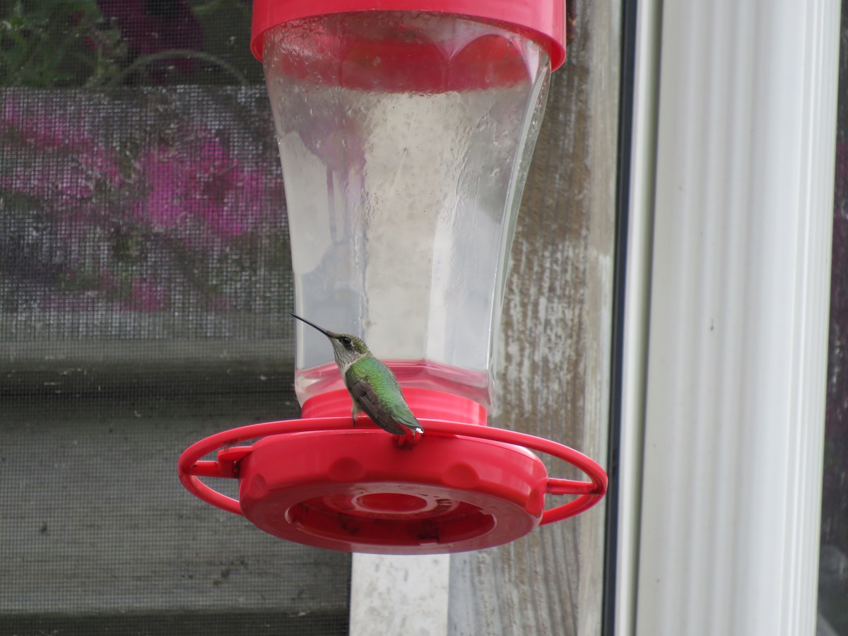 Ruby-throated Hummingbird - ML621677542