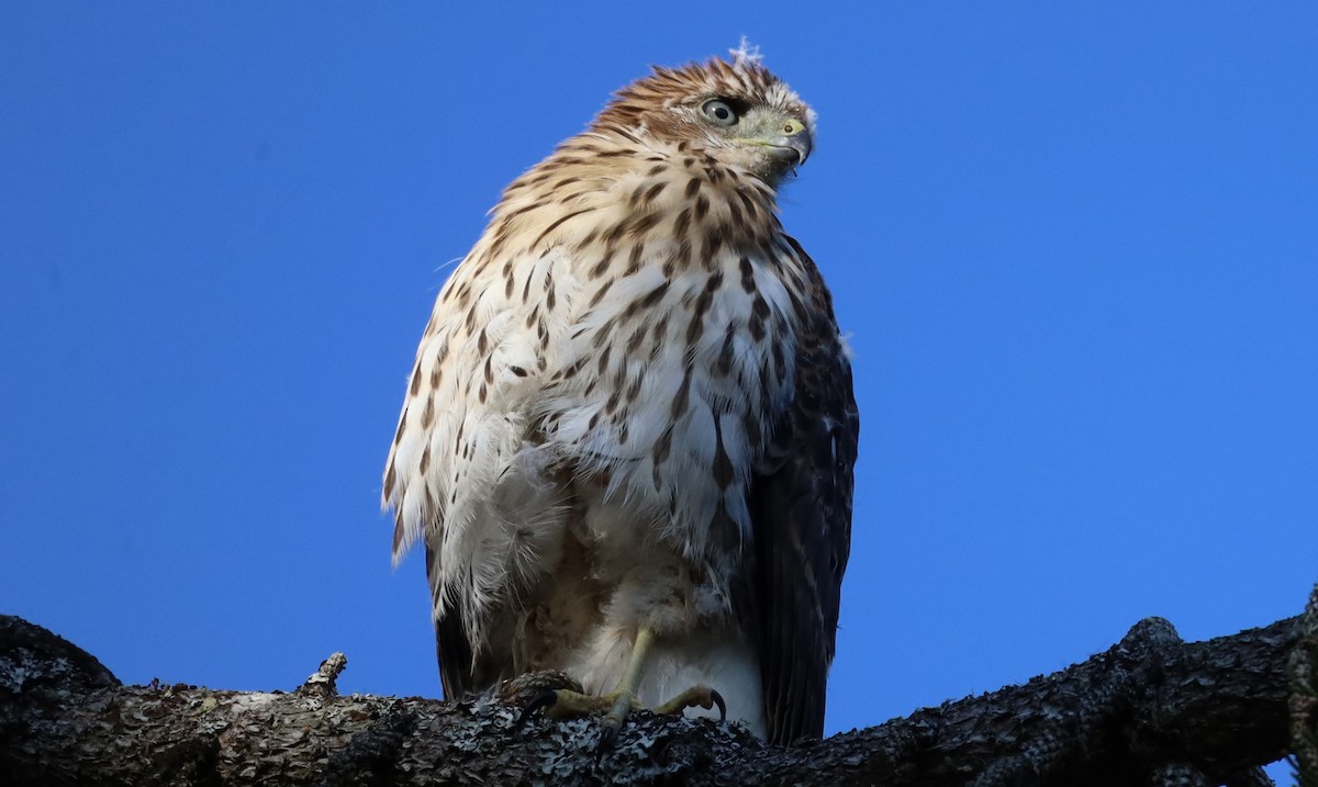 Cooper's Hawk - ML621677546