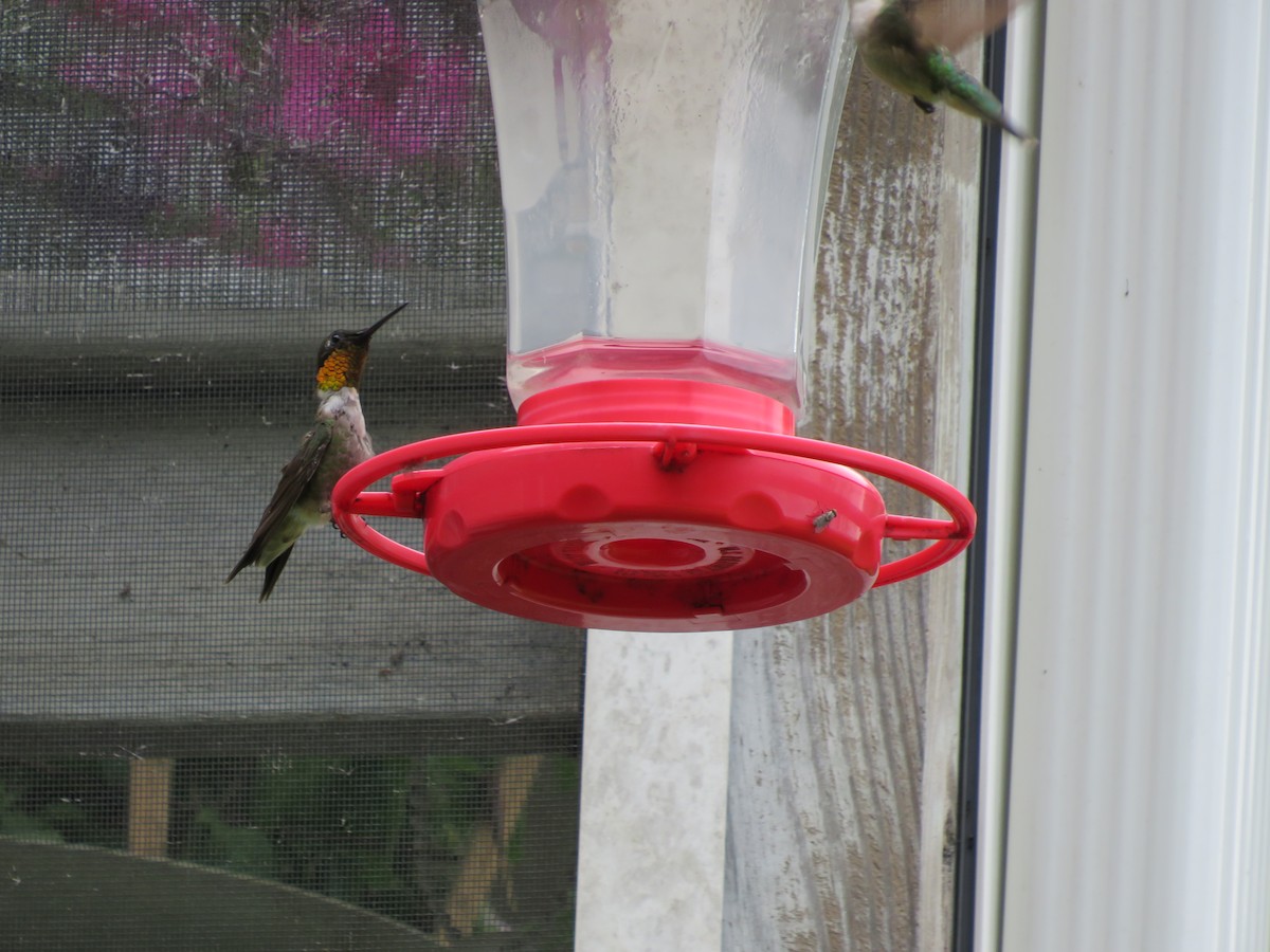 Ruby-throated Hummingbird - ML621677547
