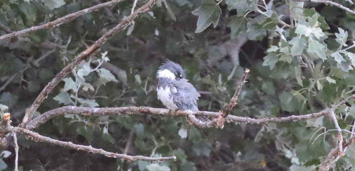 Belted Kingfisher - ML621677550