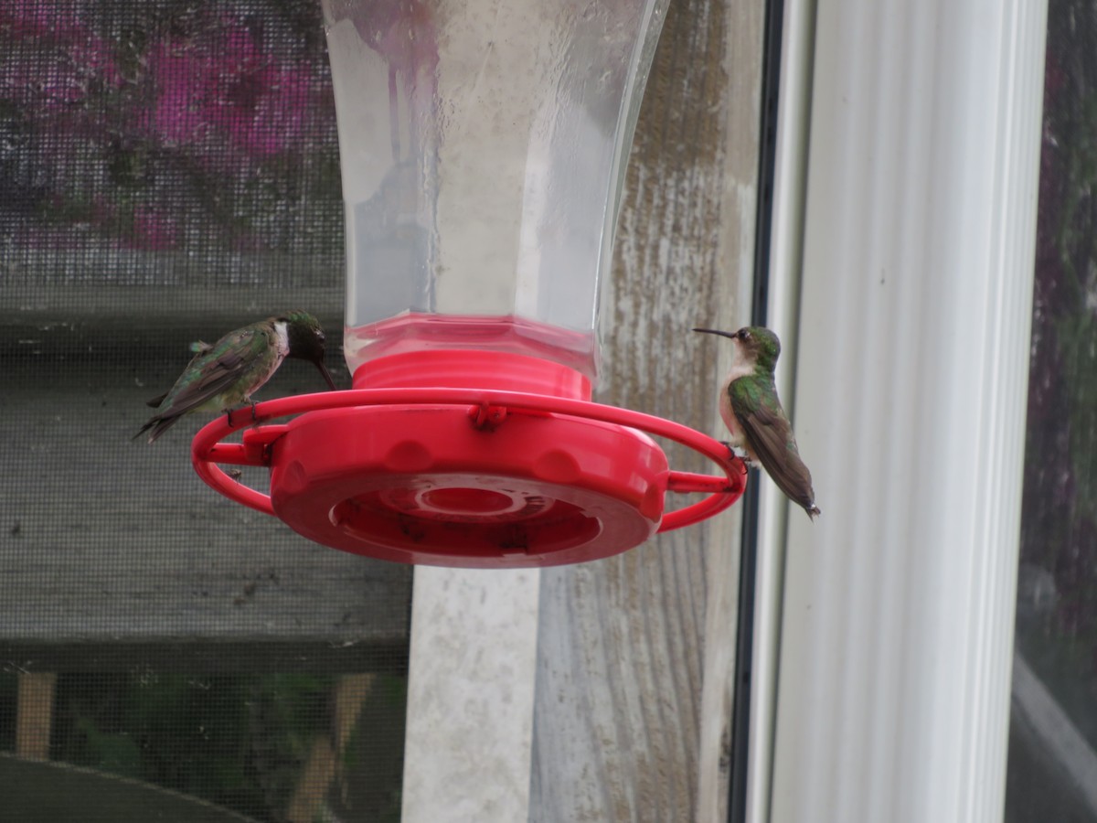 Ruby-throated Hummingbird - ML621677553