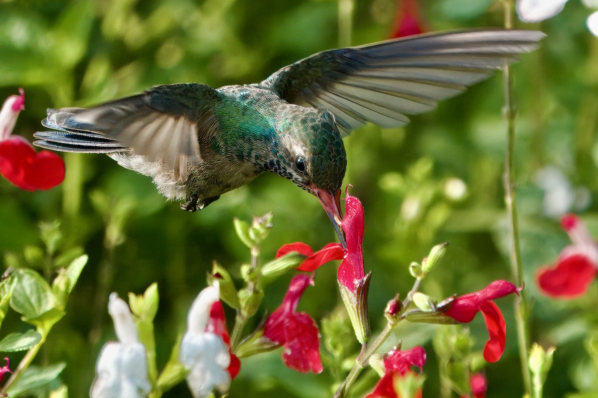 Broad-billed Hummingbird - ML621677555
