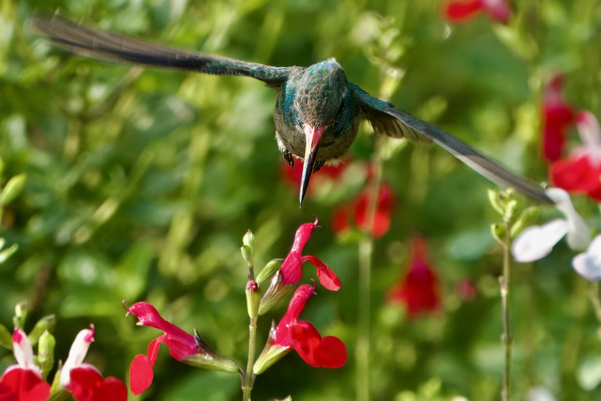 Broad-billed Hummingbird - ML621677556
