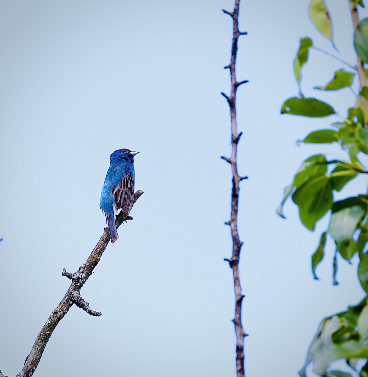 Indigo Bunting - ML621677617