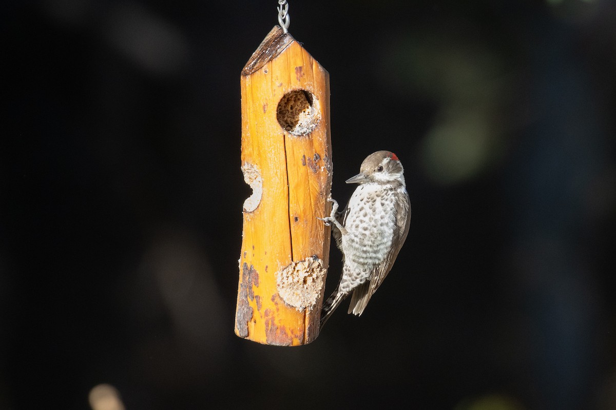 Arizona Woodpecker - Kalpesh Krishna