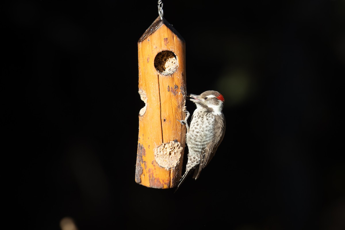 Arizona Woodpecker - Kalpesh Krishna