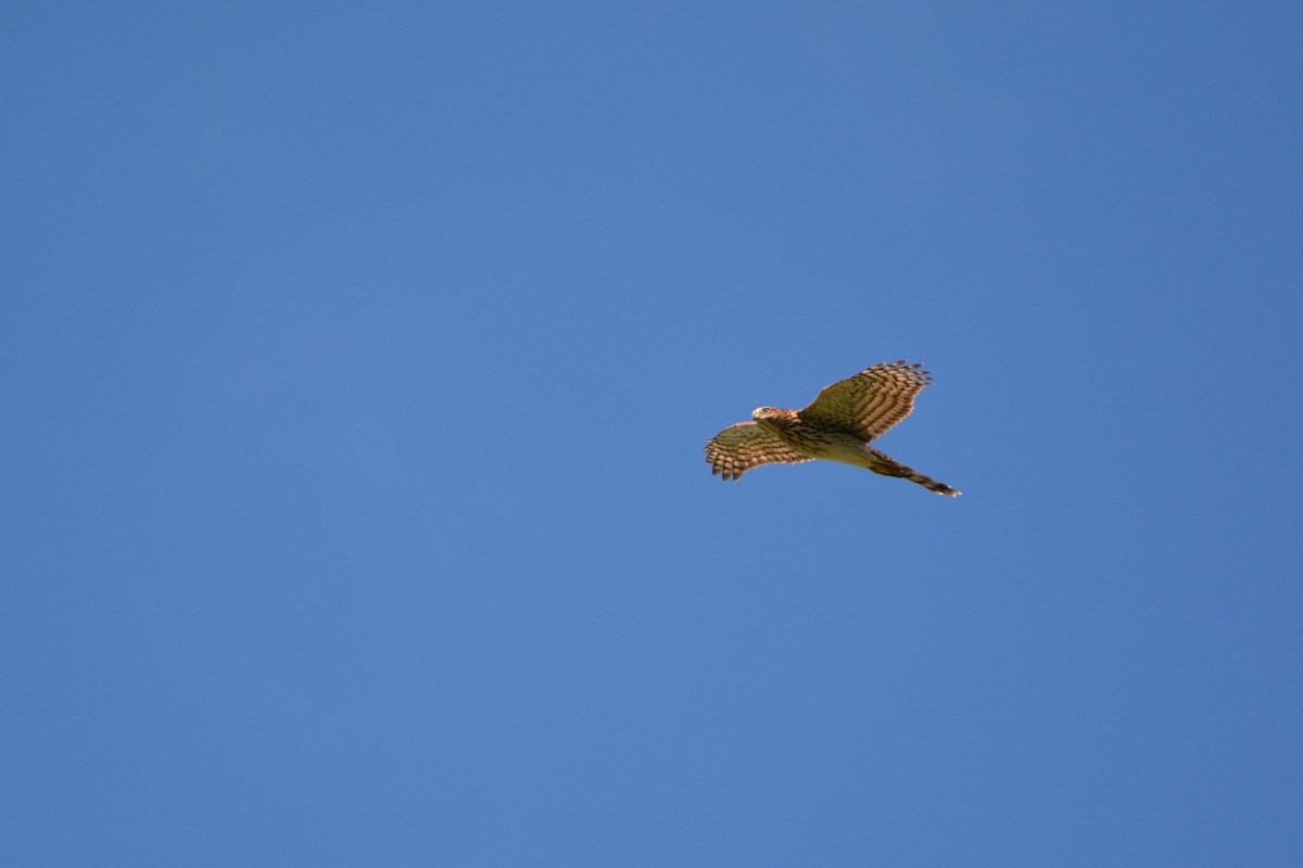 Cooper's Hawk - ML621677903