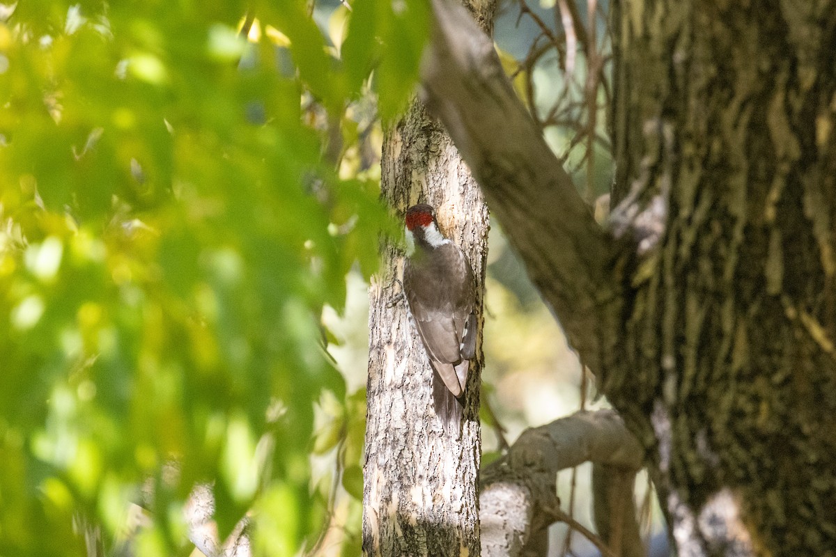 Arizona Woodpecker - Kalpesh Krishna
