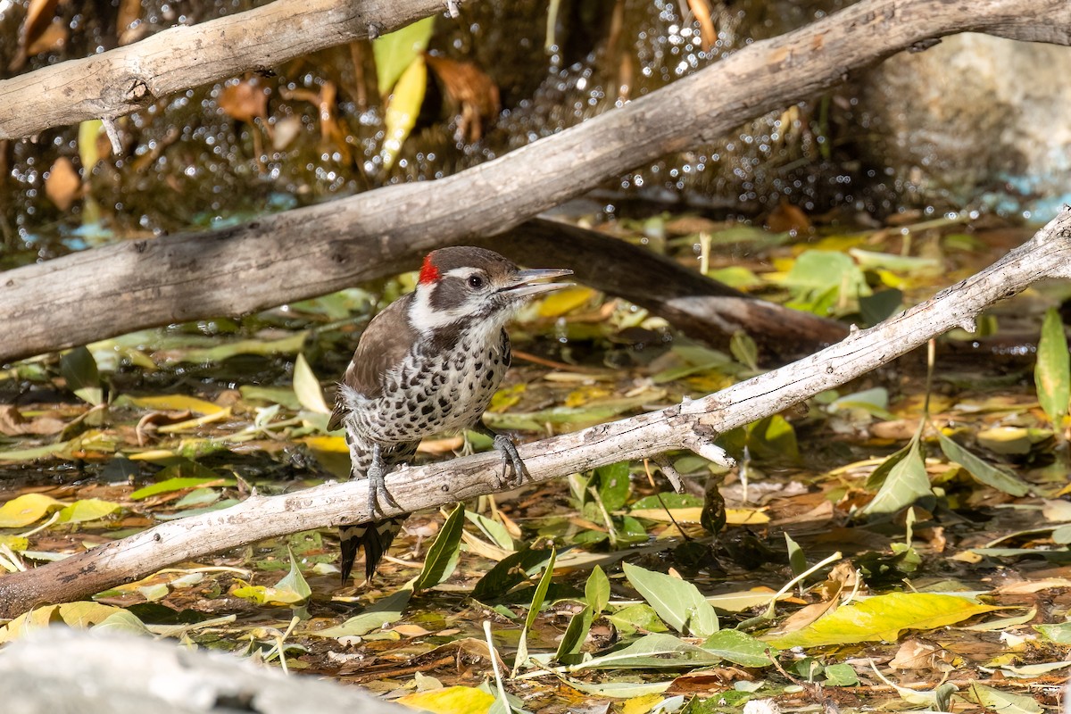 Arizona Woodpecker - Kalpesh Krishna