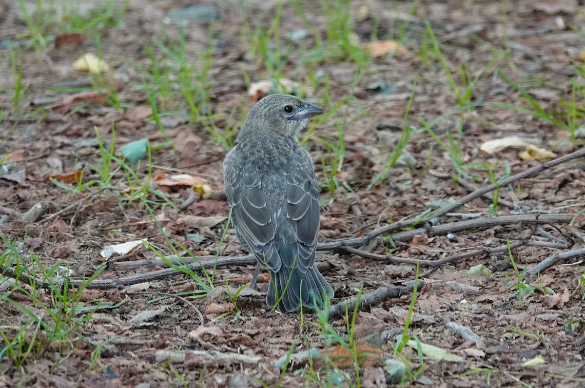 Brown-headed Cowbird - ML621678107