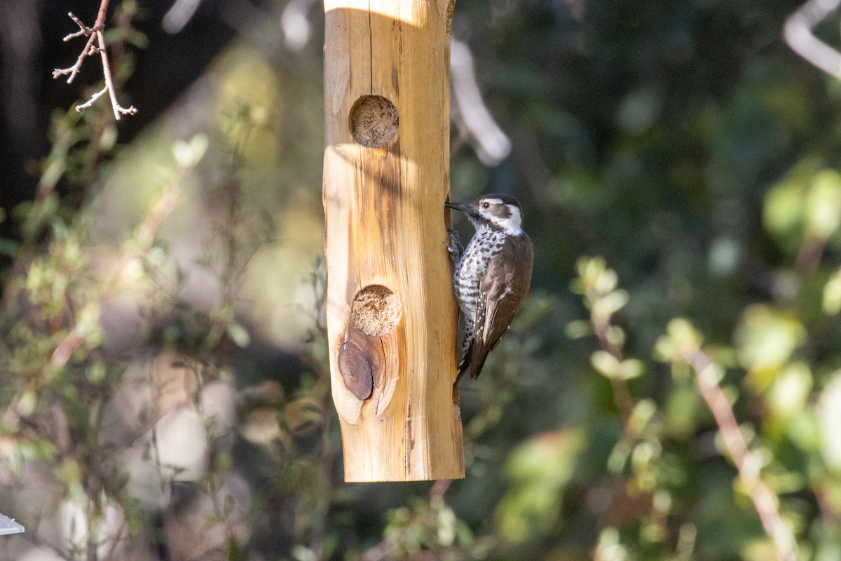 Arizona Woodpecker - Kalpesh Krishna