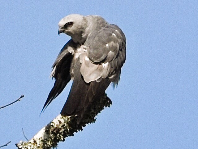 Mississippi Kite - ML621678273