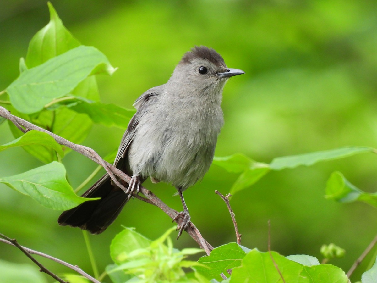 eBird Checklist - 20 Jul 2024 - Mill Pond Reservation - 23 species