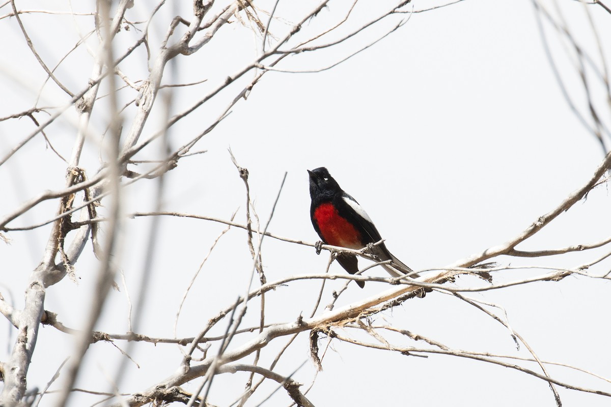 Painted Redstart - ML621678382