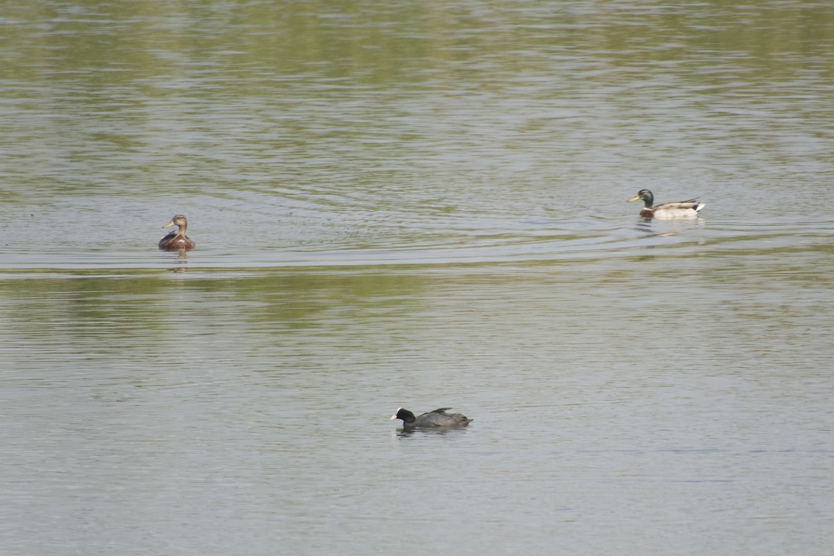 Canard colvert - ML621678412