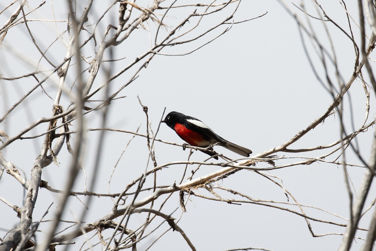 Painted Redstart - ML621678420