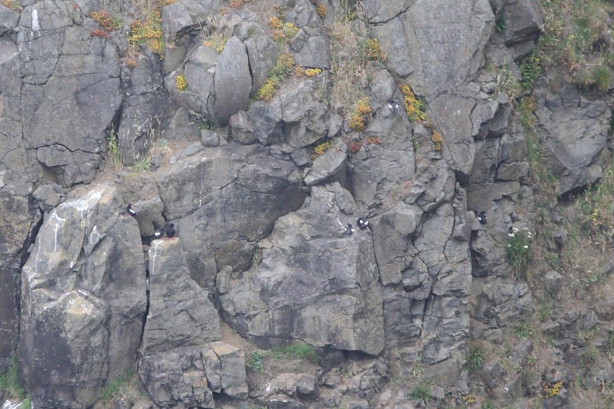 Pigeon Guillemot - ML621678450