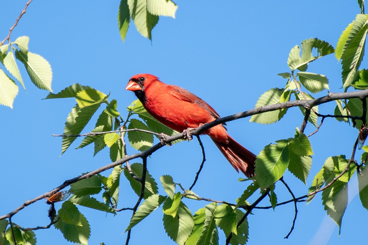 Northern Cardinal (Common) - ML621678520