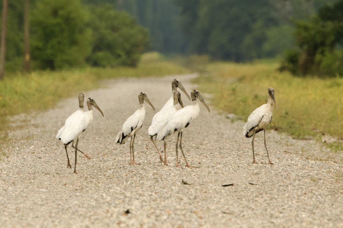 Wood Stork - ML621678663