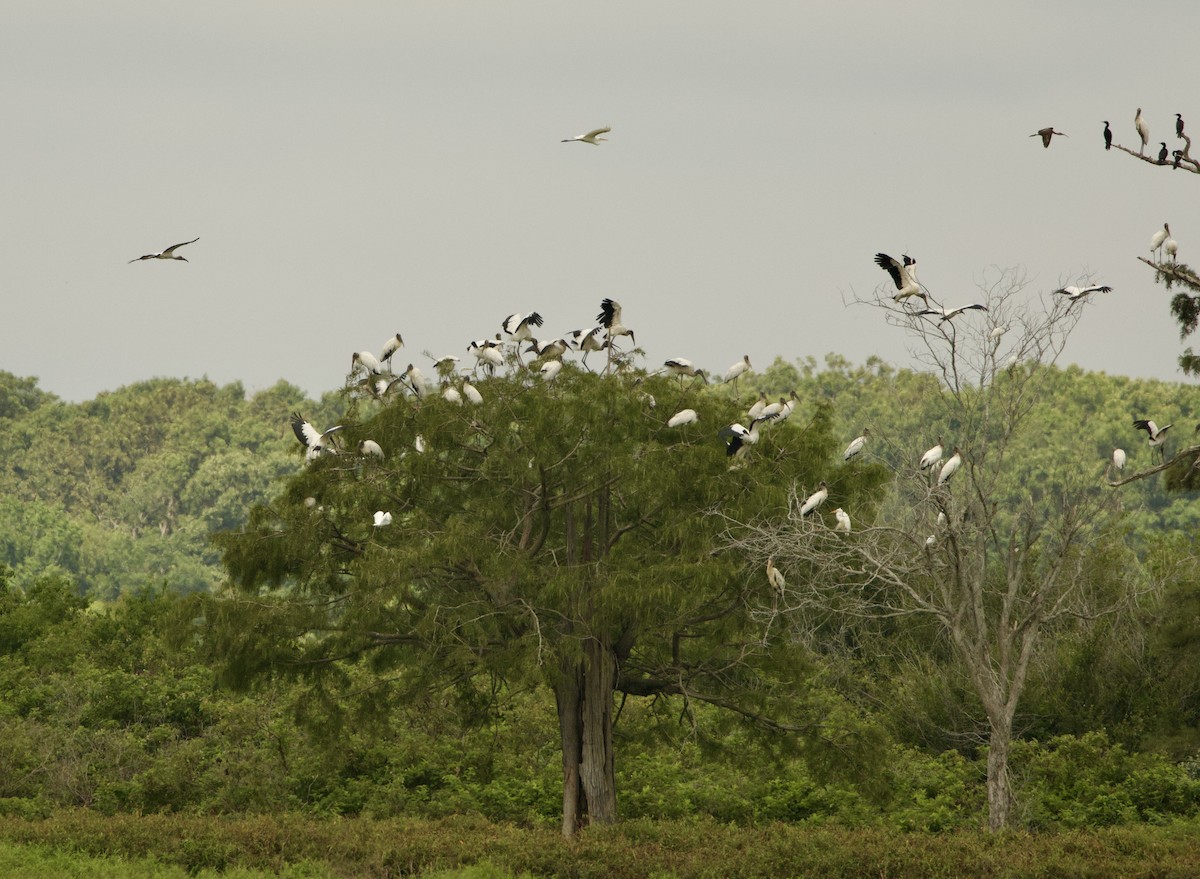 Wood Stork - ML621678675