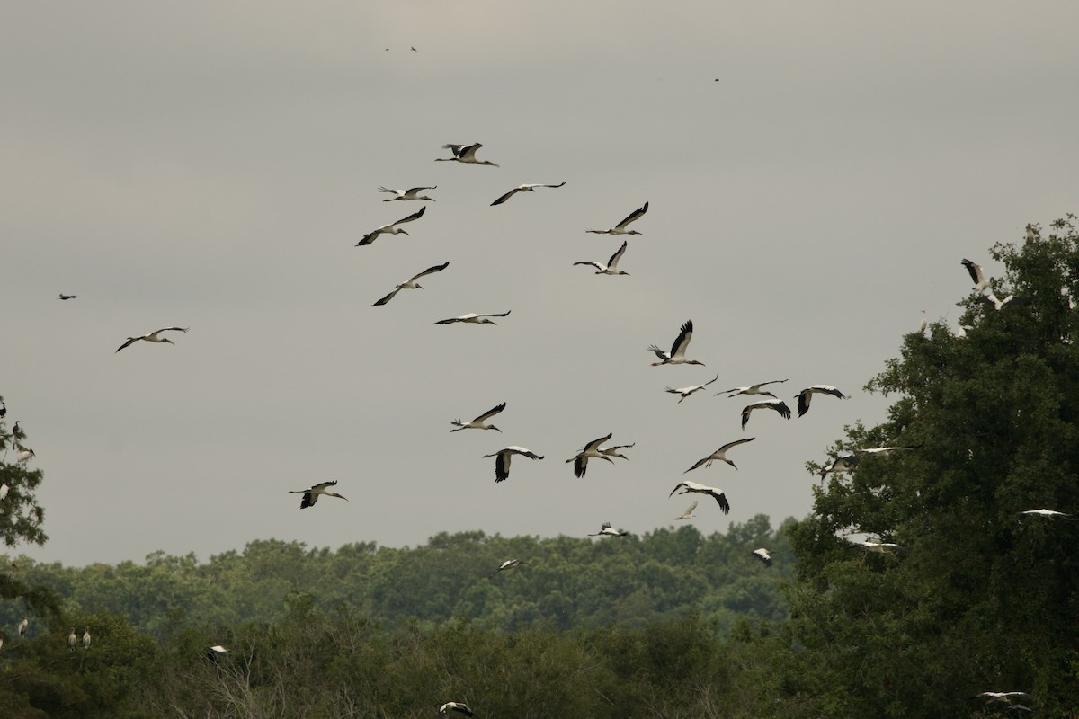 Wood Stork - ML621678676