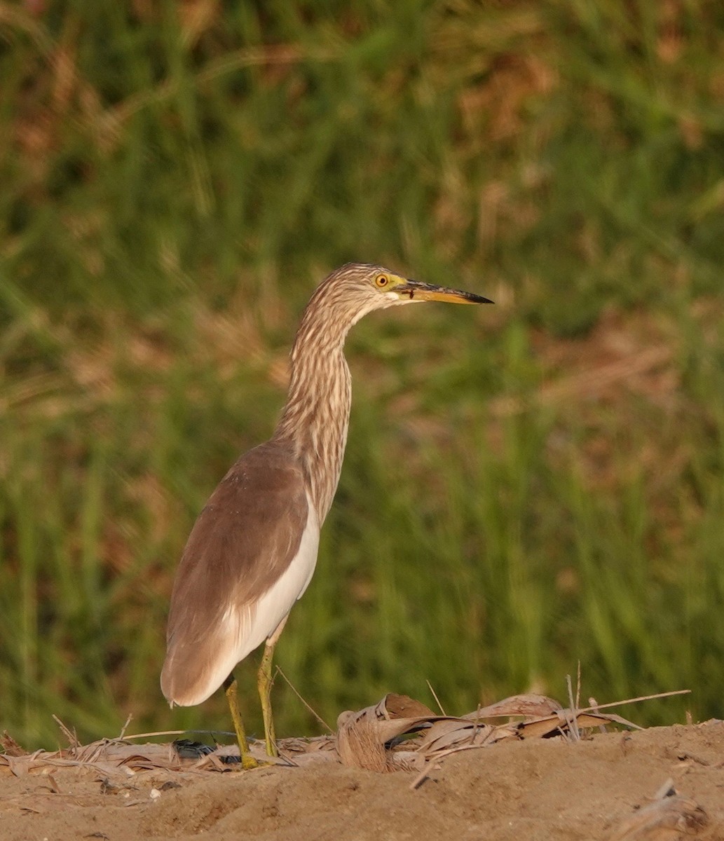 Chinese Pond-Heron - ML621678683