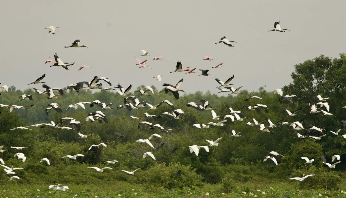 Roseate Spoonbill - ML621678689