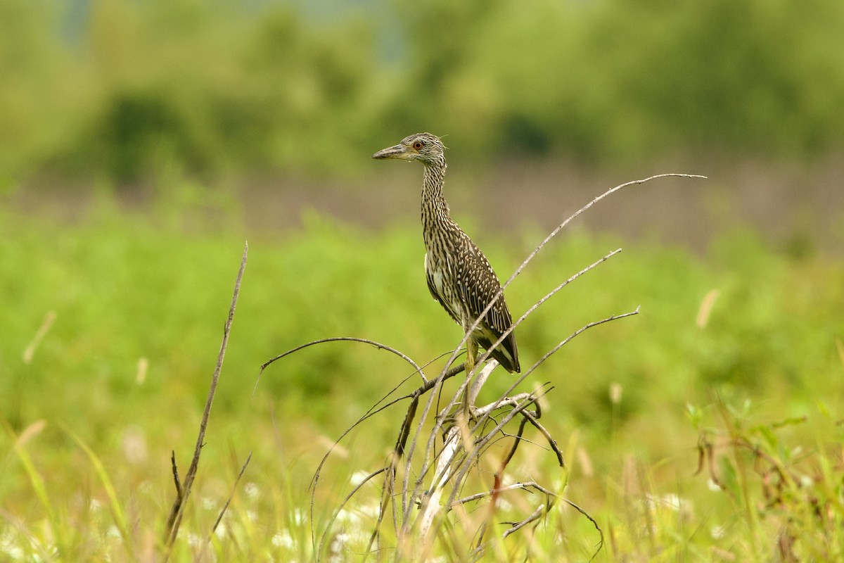 Yellow-crowned Night Heron - ML621678708