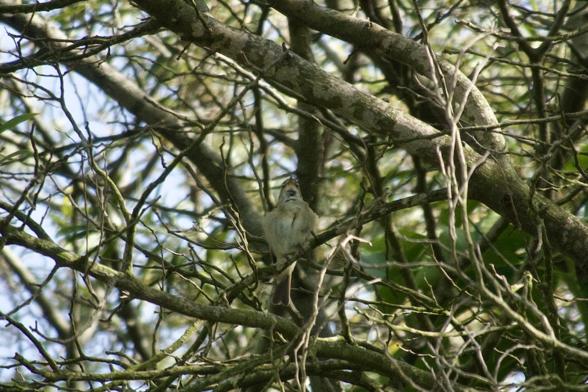 Iberian Chiffchaff - ML621678783