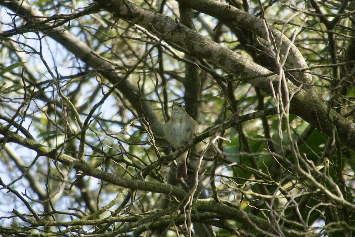 Iberian Chiffchaff - ML621678784