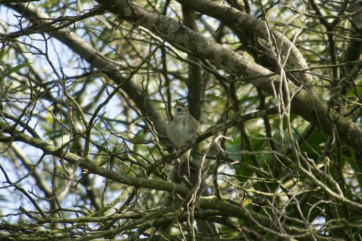 Iberian Chiffchaff - ML621678785