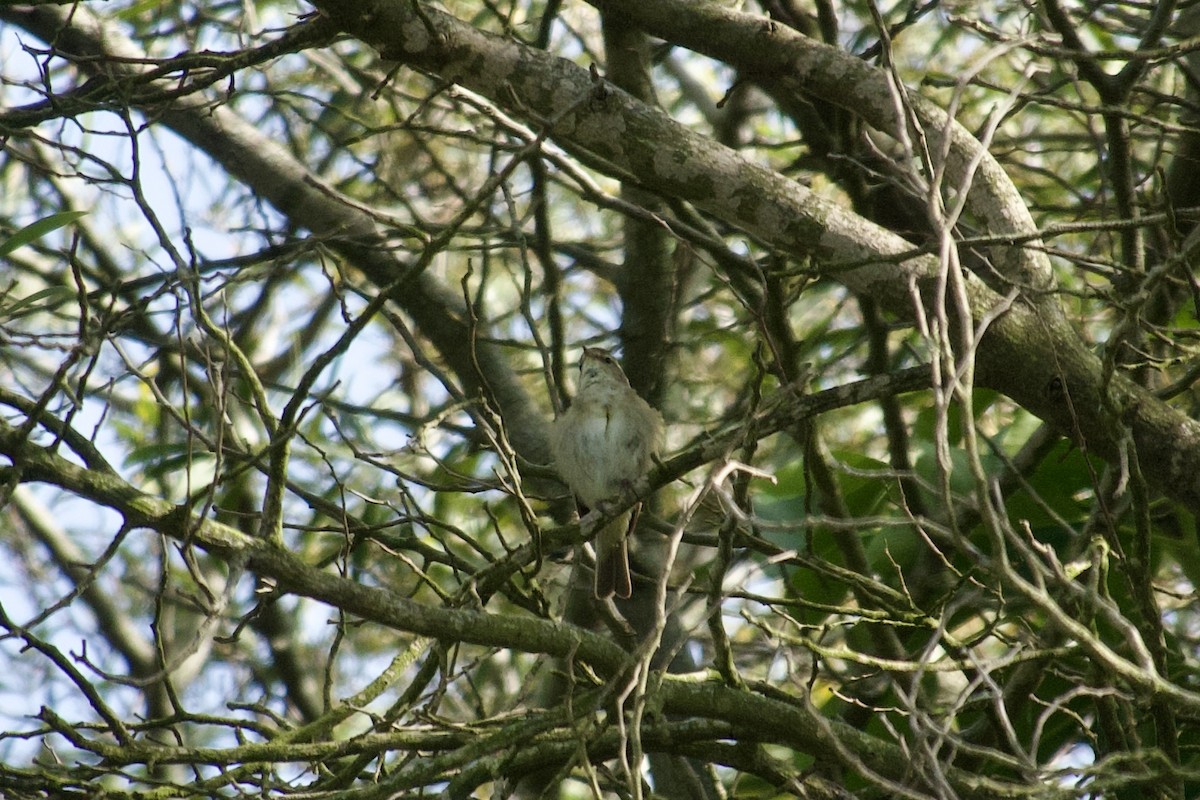 Iberian Chiffchaff - ML621678786