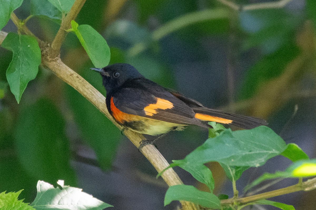 American Redstart - ML621678797